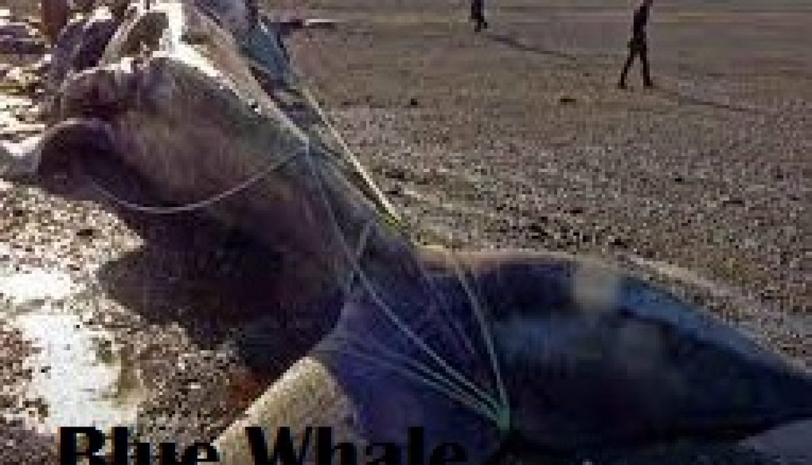 Blue Whale Bitten in Half 2021