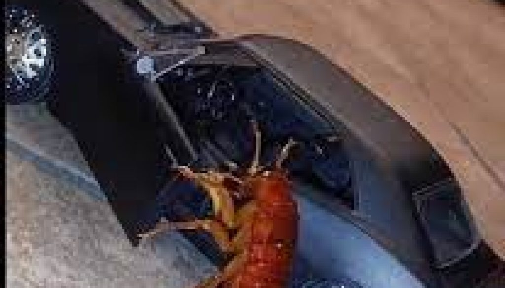 roach getting in car