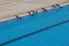 birds away from your pool